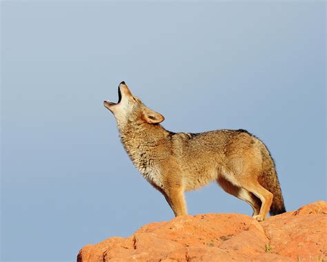 coyotes howling